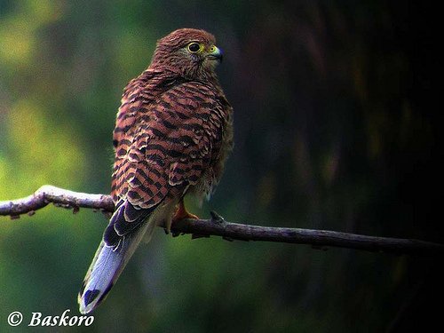 Foto burung Alap-alap Sapi
