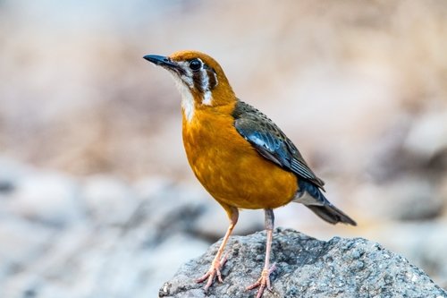 Foto burung Anis Merah