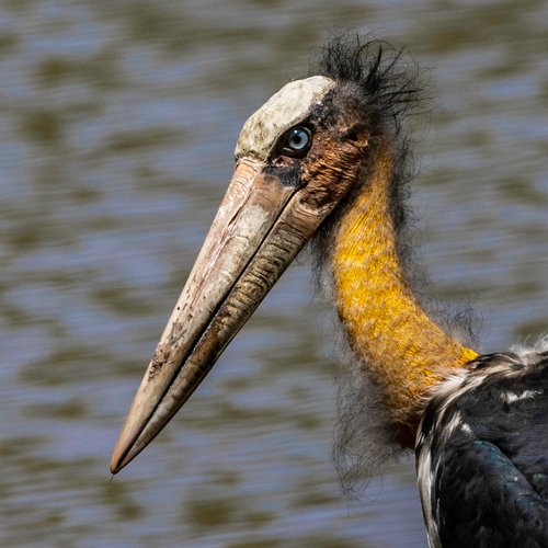 Foto burung Bangau Tongtong