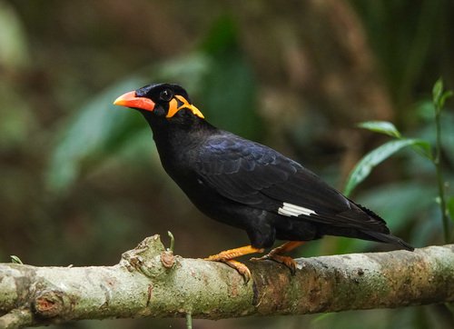 Foto burung Beo
