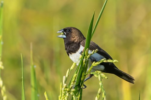 Foto burung Bondol Jawa