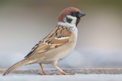 Foto burung Burung Gereja
