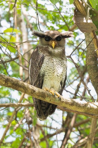 Burung Hantu Bubo