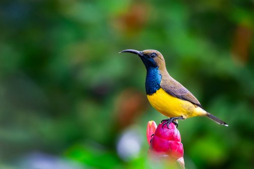 Burung Madu Sriganti