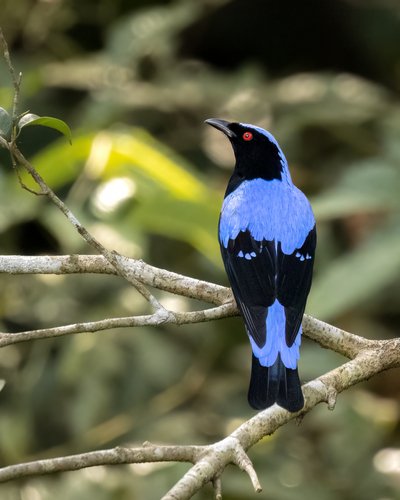 Cucak Biru