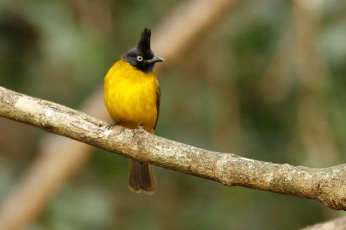Foto burung Cucak Jenggot