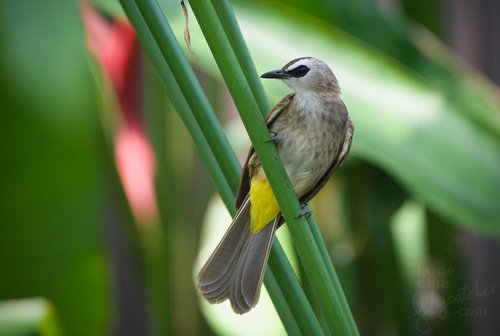 Foto burung Cucak Rawis