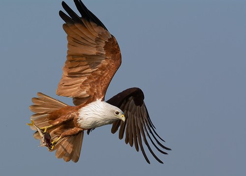 Foto burung Elang Bondol