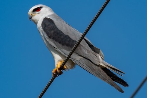 Foto burung Elang Tikus