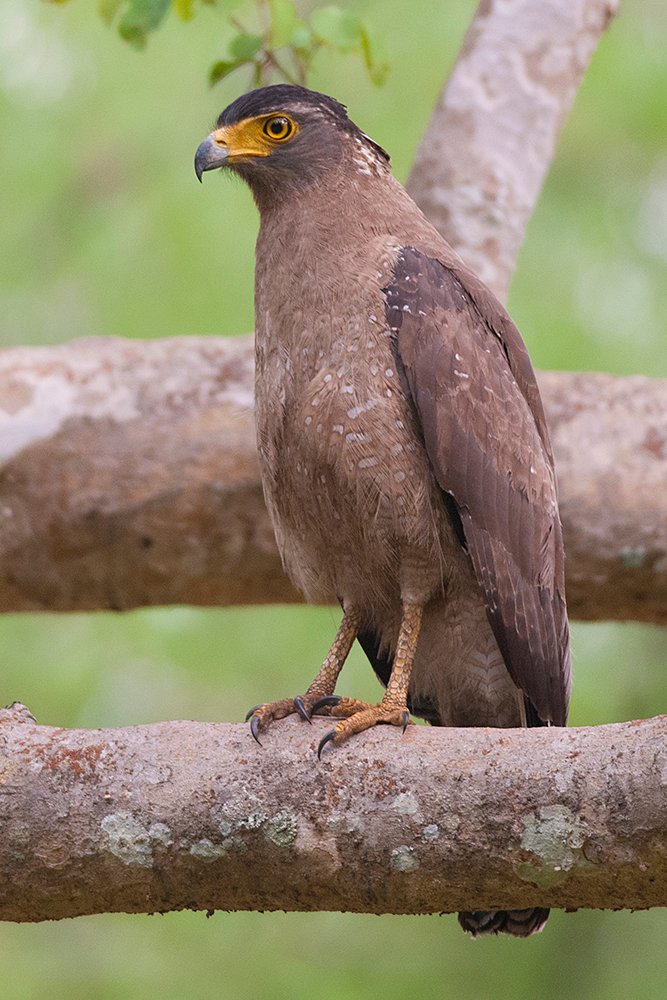Foto burung Elang Ular Bido