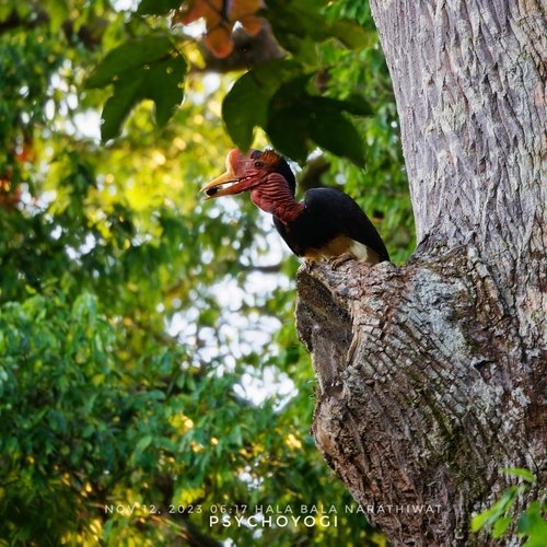 Foto burung Enggang Gading
