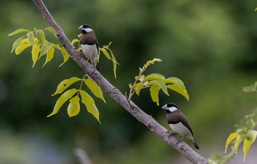 Foto burung Gelatik Wingko