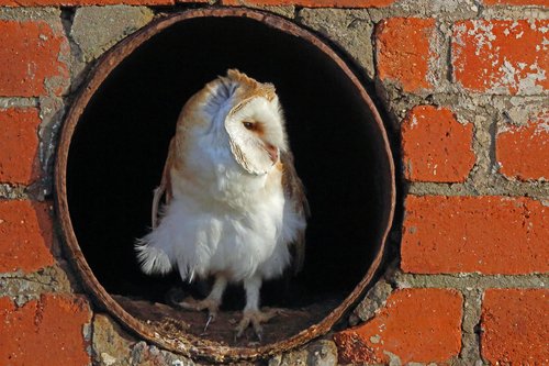 Foto burung Hantu Tikus