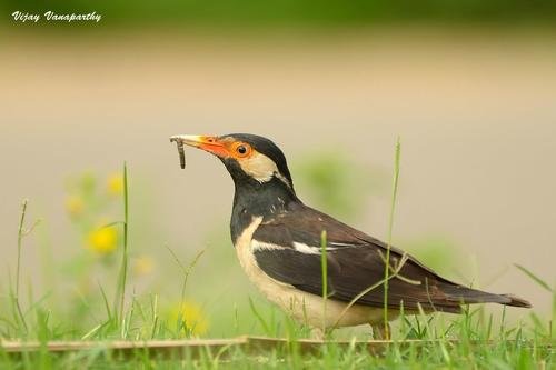 Foto burung Jalak Suren