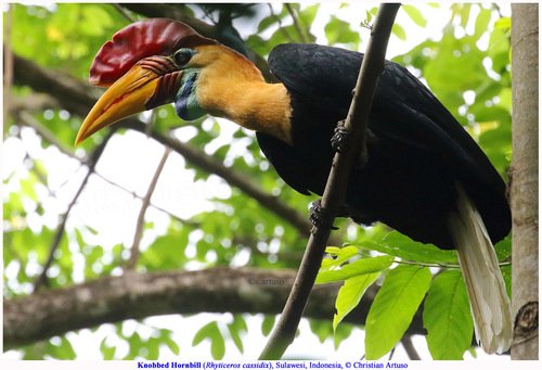 Foto burung Julang Sulawesi