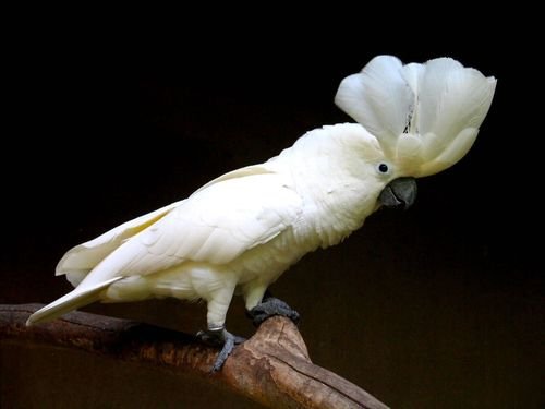 Foto burung Kakatua Putih
