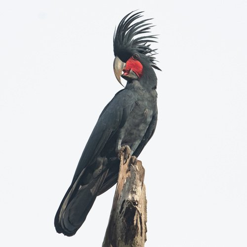 Foto burung Kakatua Raja