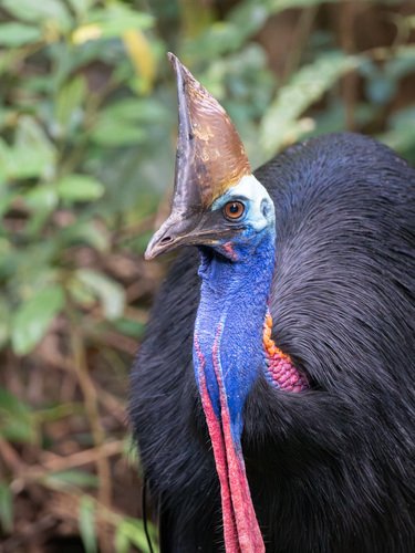 Foto burung Kasuari