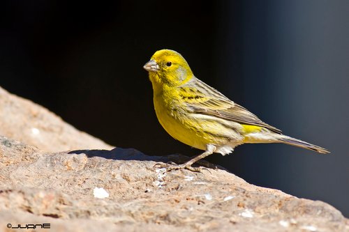 Foto burung Kenari