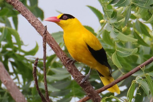 Foto burung Kepodang Emas