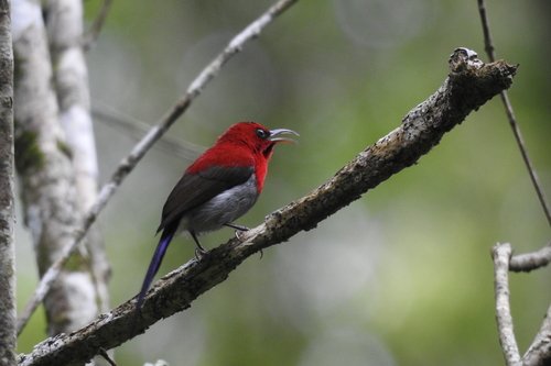 Foto burung Kolibri Wulung