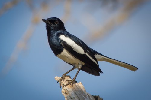 Foto burung Kucica Kampung