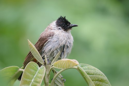Foto burung Kutilang