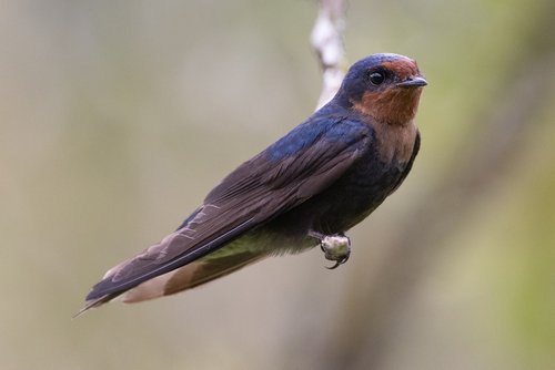 Foto burung Layang-layang Batu
