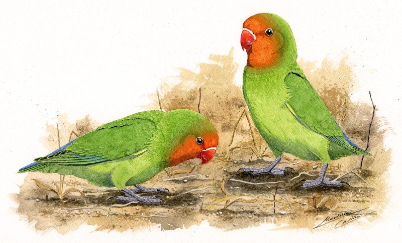 Lovebird