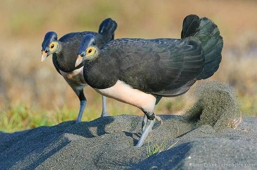 Foto burung Maleo