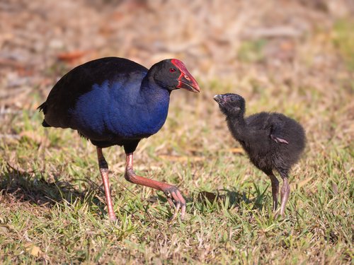 Foto burung Mandar Raja