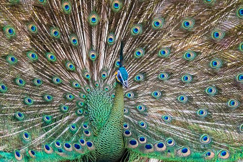 Foto burung Merak Hijau