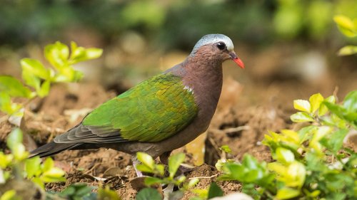Foto burung Merpati Hutan Zamrud