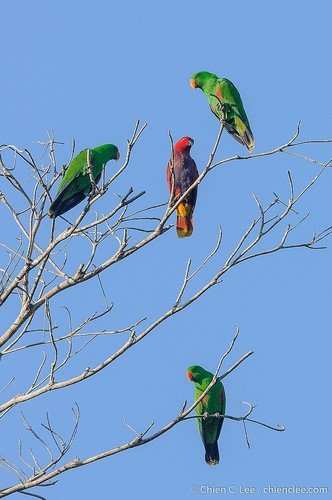 Foto burung Nuri Bayan