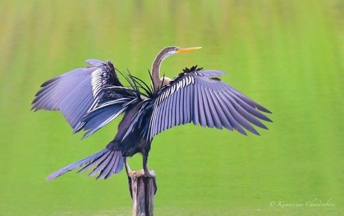 Foto burung Pecuk Ular