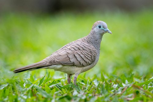 Foto burung Perkutut