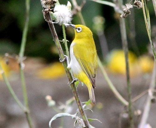 Foto burung Pleci