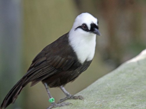 Foto burung Poksay Kumis