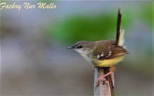 Foto burung Prenjak Jawa