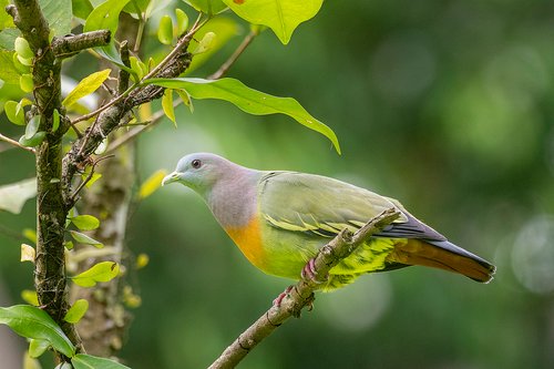 Foto burung Punai Gading
