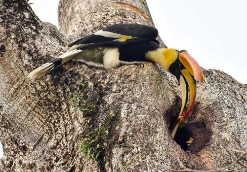 Foto burung Rangkong Papan