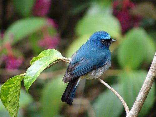 Foto burung Sikatan Ninon