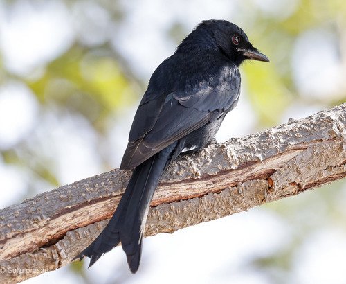 Foto burung Srigunting Hitam