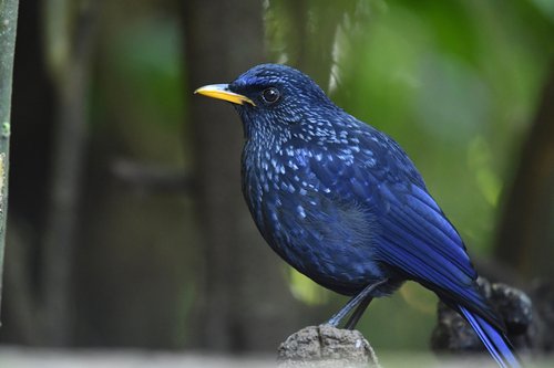Foto burung Sulingan Biru