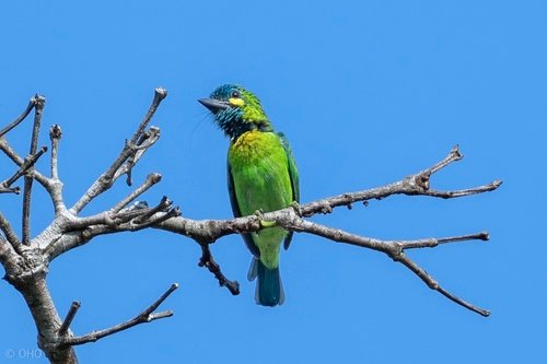 Foto burung Takur Bututut