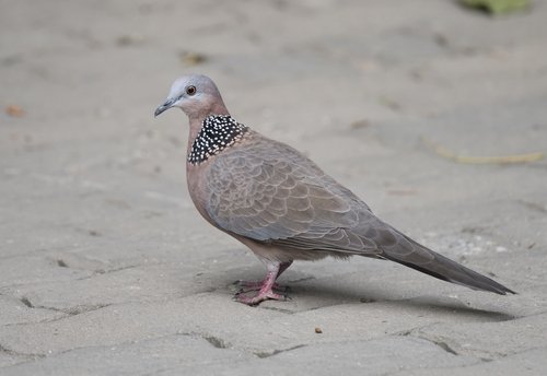 Foto burung Tekukur