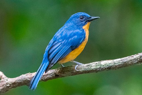Foto burung Tledekan Biru