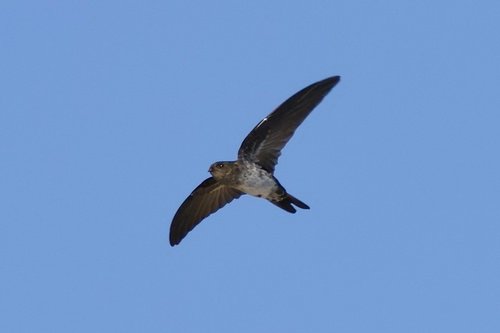 Foto burung Walet Linchi
